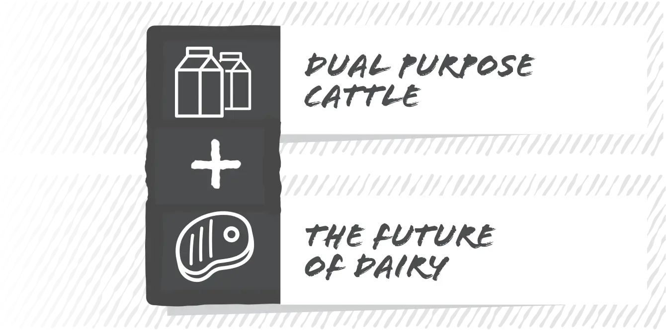 Dual purpose cattle